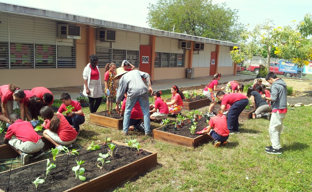 edible school gardens