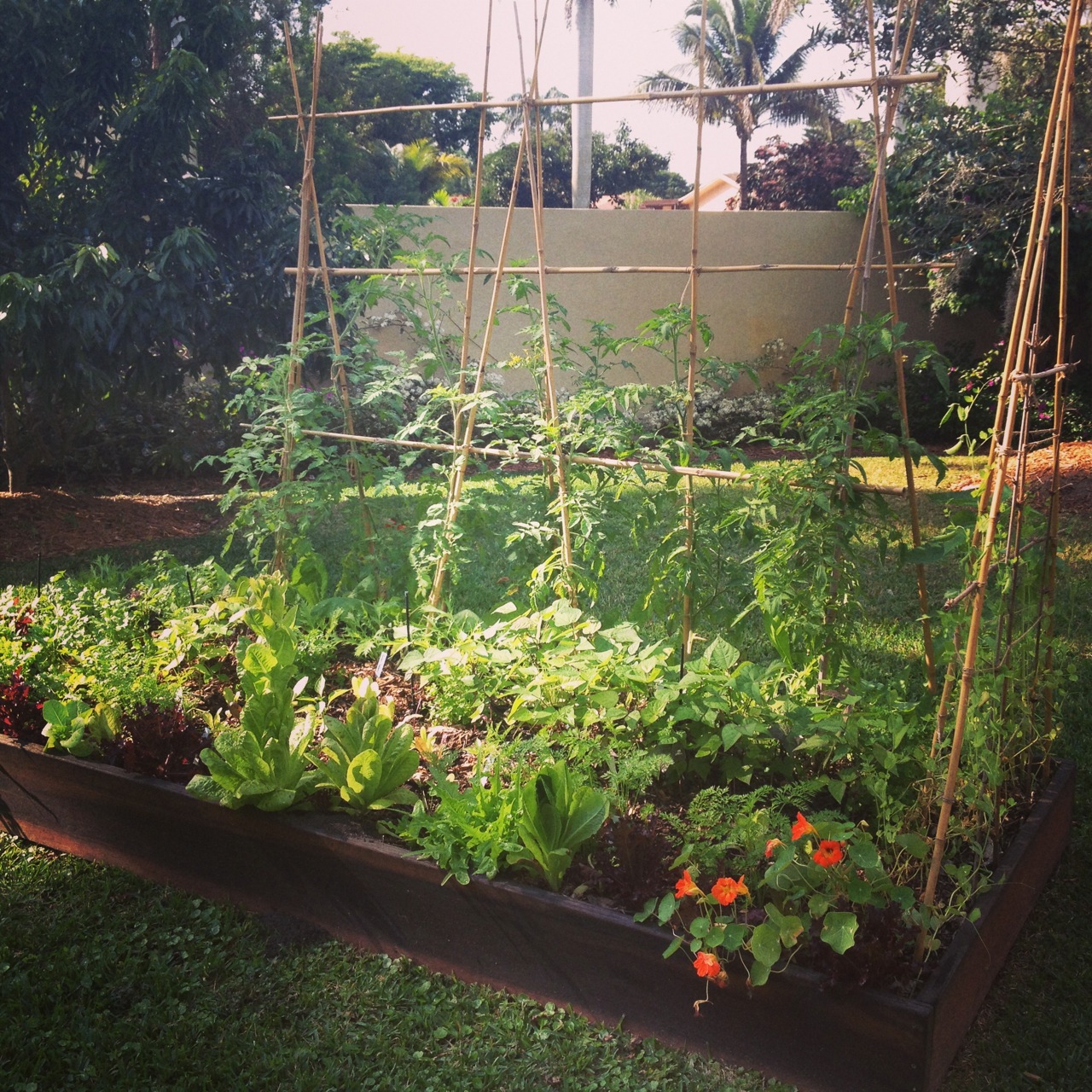Planting Organic Vegetables Herbs And Fruits In South Florida
